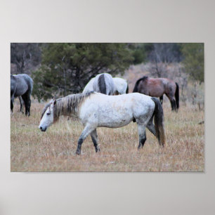Wild Horses at Theodore Roosevelt National Park Poster