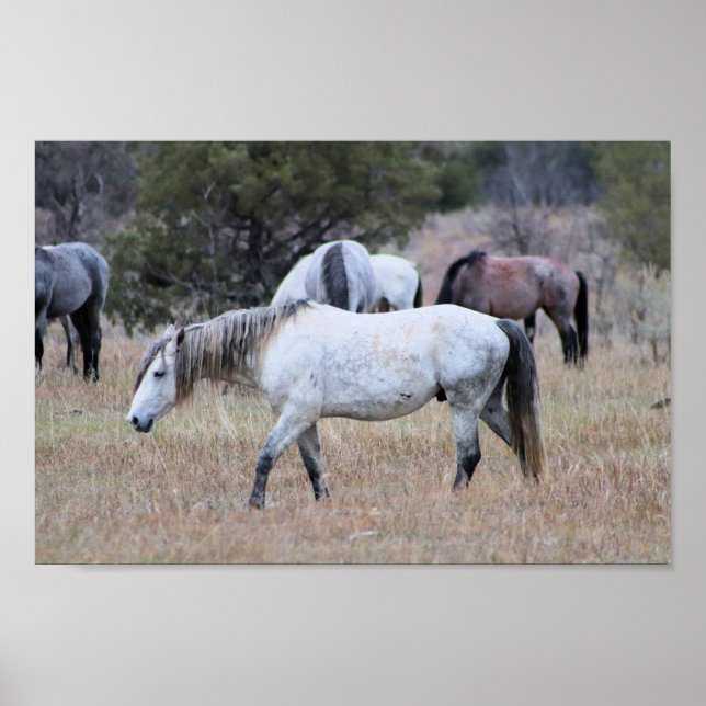 Wild Horses at Theodore Roosevelt National Park Poster (Front)
