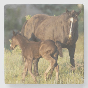 Wild Horses at Theodore Roosevelt National Park Stone Coaster