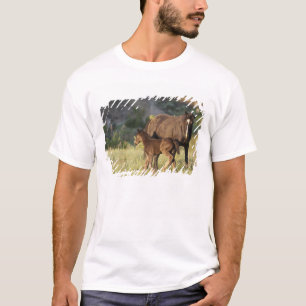 Wild Horses at Theodore Roosevelt National Park T-Shirt