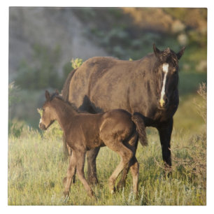 Wild Horses at Theodore Roosevelt National Park Tile