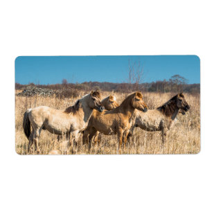 Wild horses at Wicken Fen, England, UK