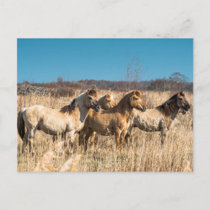 Wild horses at Wicken Fen, England, UK Holiday Postcard