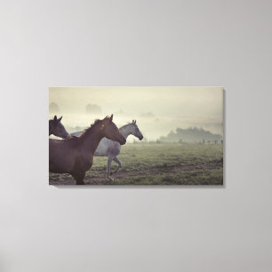 Wild horses canvas print