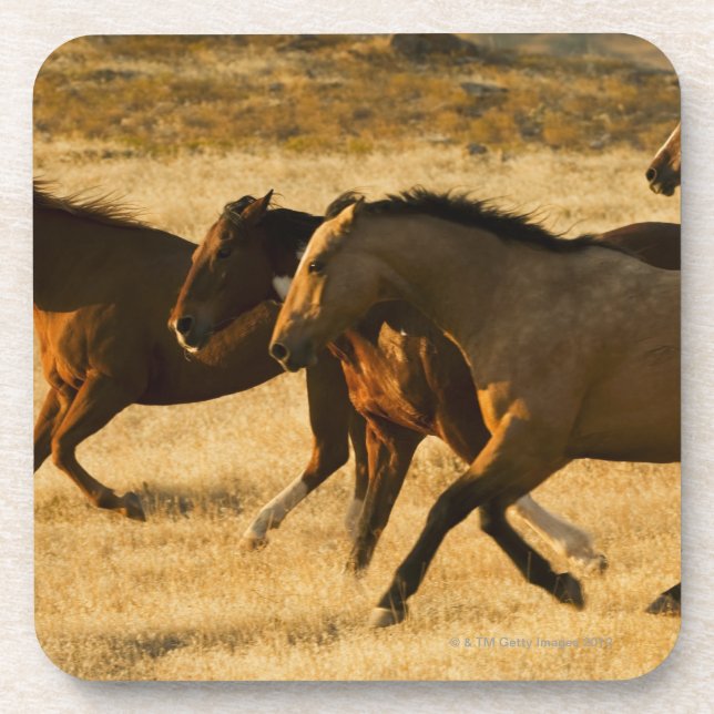 Wild horses coaster (Front)