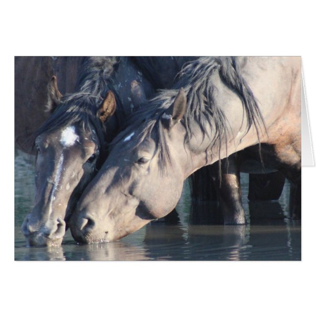 Wild Horses drinking at the watering hole. (Front Horizontal)
