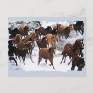 Wild Horses Driven Postcard