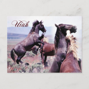 Wild horses fighting, Utah Postcard