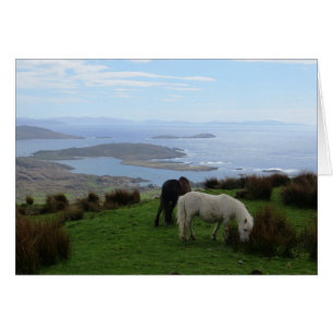 Wild horses in Ireland