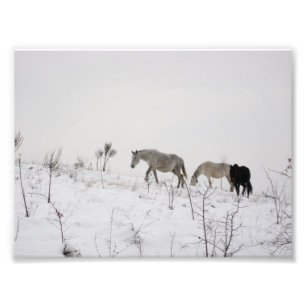 Wild Horses In Snow Kodak Professional Photo Print