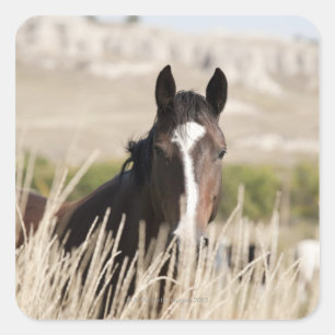 Wild horses in South Dakota Square Sticker