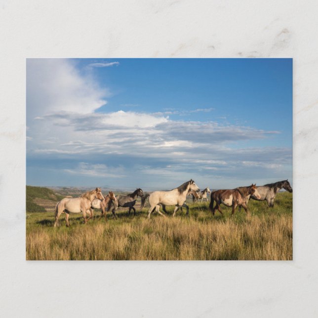 Wild Horses in Theodore Roosevelt National Park Postcard (Front)