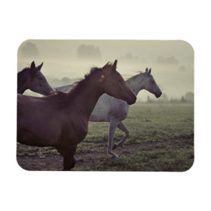 Wild horses magnet