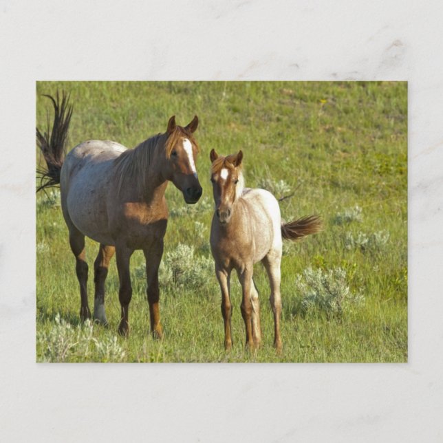 Wild Horses North Dakota Postcard (Front)