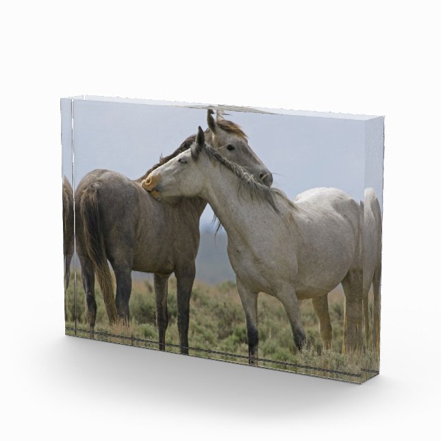 Wild Horses Nuzzling Photo Block (Right)