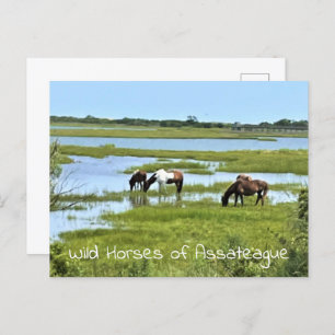 Wild Horses of Assateague  Postcard