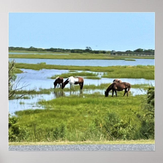 Wild Horses of Assateague  Poster (Front)