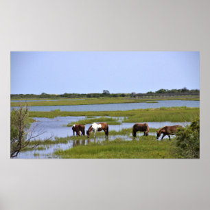 Wild Horses of Assateague  Poster