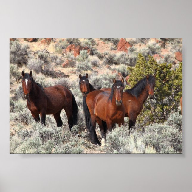 Wild horses of Palomino Valley #6 Poster (Front)