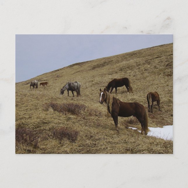 Wild Horses on Unalaska Island Postcard (Front)