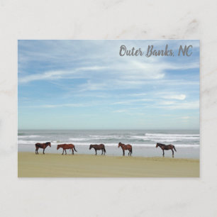 Wild Horses Outer Banks OBX Corolla NC Postcard