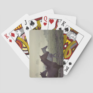 Wild horses playing cards