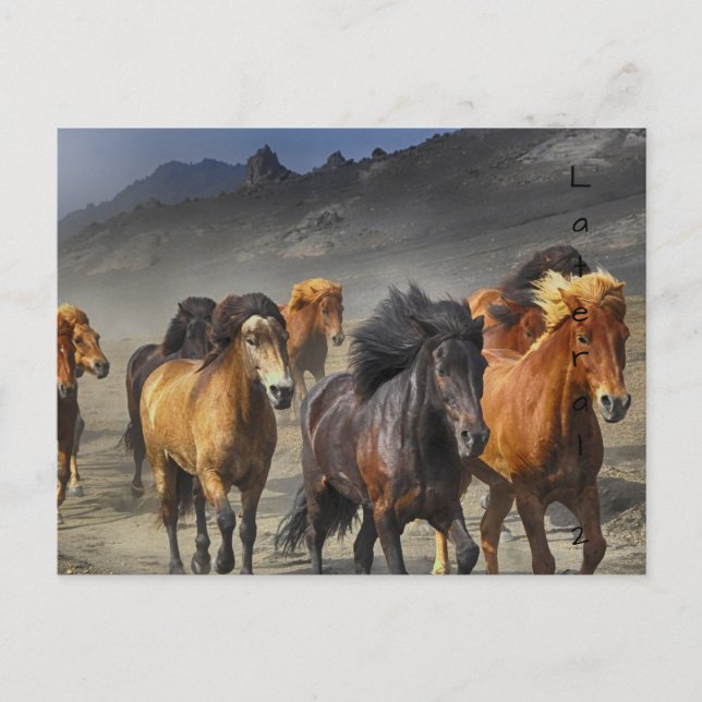 Wild Horses Postcard (Front)