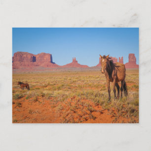 wild horses postcard