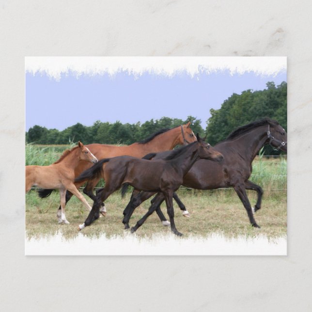 Wild Horses Postcard (Front)