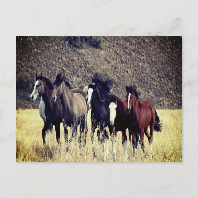 Wild Horses Postcard (Front)