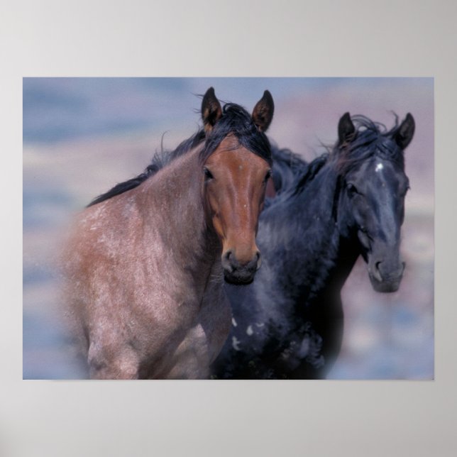 Wild Horses Print (Front)