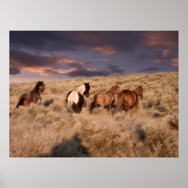 Wild Horses Running Poster (Front)