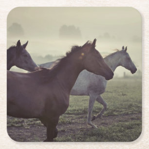 Wild horses square paper coaster