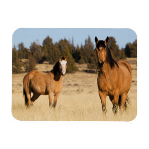Wild Horses, Steens Mountains Magnet