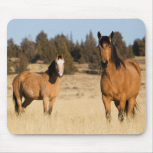 Wild Horses, Steens Mountains Mouse Pad