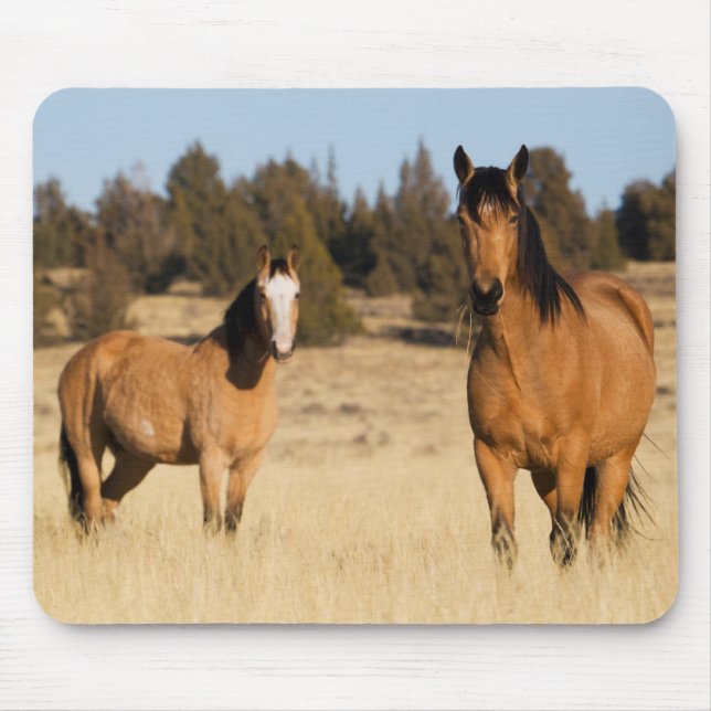 Wild Horses, Steens Mountains Mouse Pad (Front)