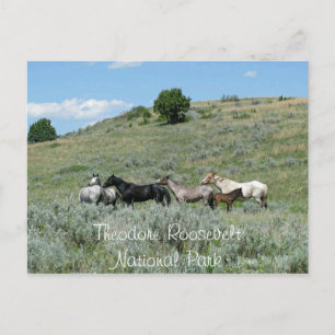 Wild Horses, Theodore Roosevelt NP, North Dakota Postcard
