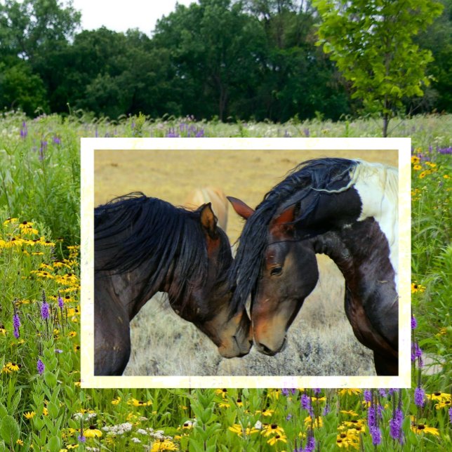 WIld Horses Touching Noses Postcard (Creator Uploaded)
