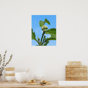 Wild Hydrangea Poster
