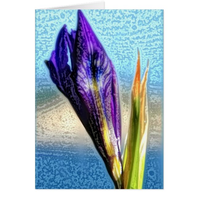 Wild Iris (Front)