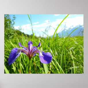Wild Iris and Alaskan Landscape Poster