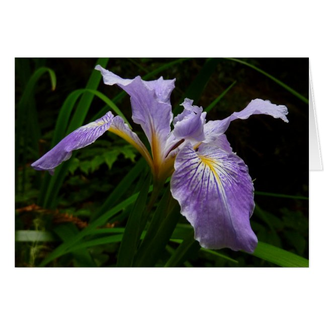 Wild Iris Flower Purple Floral (Front Horizontal)