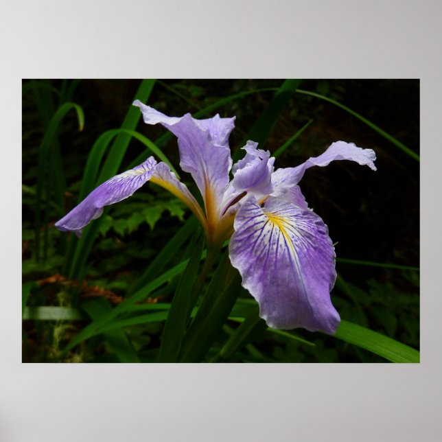 Wild Iris Flower Purple Floral Poster (Front)
