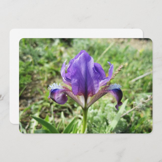Wild Iris Holiday Card (Front/Back)