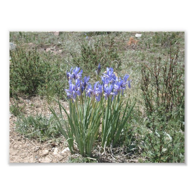 Wild Iris Photo Print (Front)