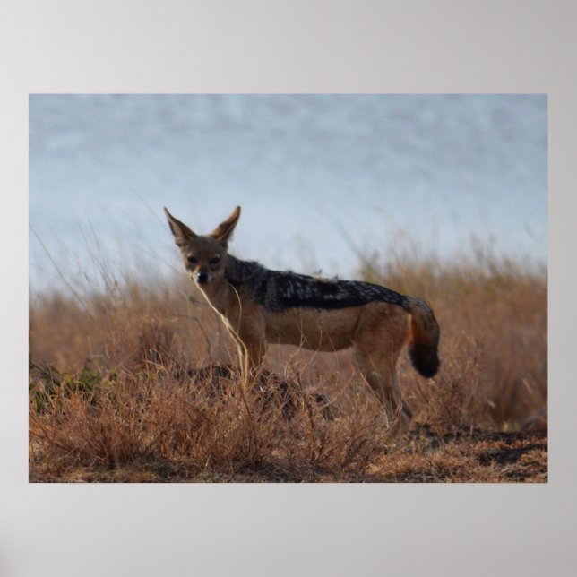 Wild Jackal  Poster (Front)