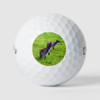 Wild Kangaroos On Green Grass,