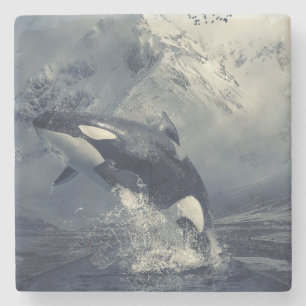 Wild Killer Whale Jumping Stone Coaster