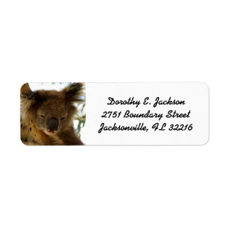 Wild koala sleeping on eucalyptus, Return Address