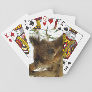 Wild koala sleeping on eucalyptus tree, Photo Playing Cards